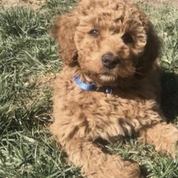 Australian Labradoodles from Pacific Coast Doodles