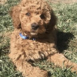 Australian Labradoodles from Pacific Coast Doodles