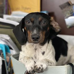 Maisel - Dachshund