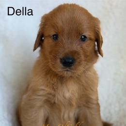 Della - Dark golden female Golden Retriever puppy in La Verne, California from 4LoveofGoldens