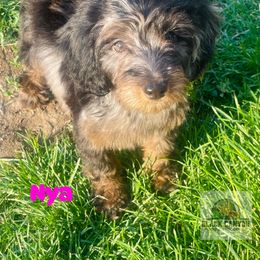 Double Doodle puppies from Black Canyon Doodles