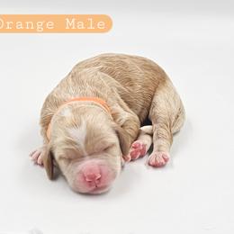 Orange Male - Buff and white male Cockapoo puppy in Mocksville, North Carolina from Hunting Creek Farms
