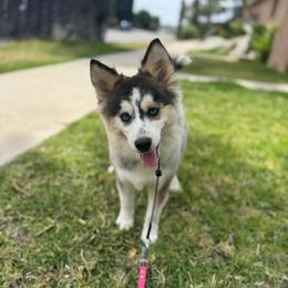 Love bug - Gray and white female Pomsky puppy in La Verne, California from Red Cedar Pomskies