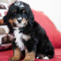 Portland - Tri-color female Bernedoodle puppy in Dundee, Ohio from Down Home Doodle