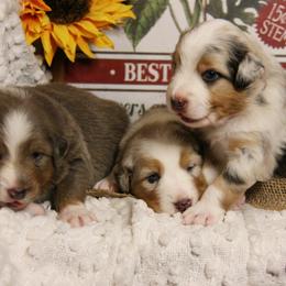 Australian Shepherd Puppies from Cooper Ridge Aussies