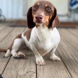 Charlie - Dachshund