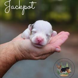Jackpot - Gray and white male American Corgi puppy in Cameron, North Carolina from Butts Family Corgis