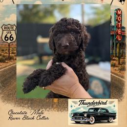 Thunderbird - DallasTX - 4,000 - Chocolate male Goldendoodle puppy in Garland, Texas from Twilight Doodles