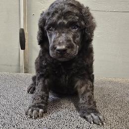 Green Collar - Blue male Poodle puppy in Patterson, California from Paterson Poodles