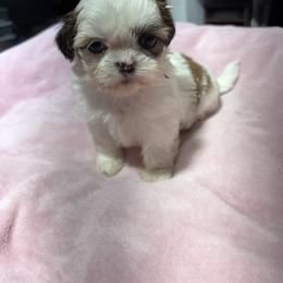 Liver and White Girl - Liver and white female Shih Tzu puppy in Tenino, Washington from Dolled Up Pup