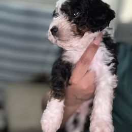 Aussiedoodle, Bernedoodle, Goldendoodle, and Poodle Puppies from Vallevistadoodles