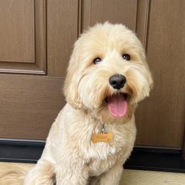 Peaches - Australian Labradoodle