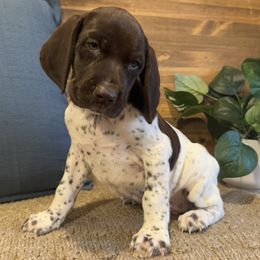 Boy 1 - White and liver male German Shorthaired Pointer puppy in Ulen, Minnesota from North Wind Gundogs