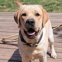 Labrador Retrievers from True Texas Retrievers