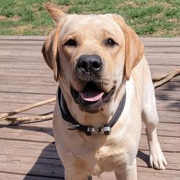 Labrador Retrievers from True Texas Retrievers