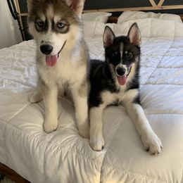 Siberian Husky Puppies from SoFlo Siberians