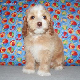 Oleander - Caramel male Australian Labradoodle puppy in Hackettstown, New Jersey from Sunny Heart Doodles