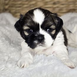 Charlie - Brindle and white male Shih Tzu puppy in Mountain Grove, Missouri from Precious Puppies