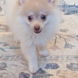 Sonic - Beaver male Pomeranian puppy in Danielsville, Georgia from PassionatePomPoms