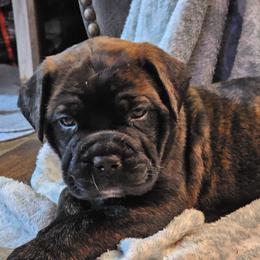 Bullmastiff Puppies from Valkyrie Bullmastiffs