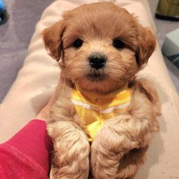 White collar male - Liver and white male Shihpoo puppy in Williamsville, New York from Nell’s Doodle & Dolls