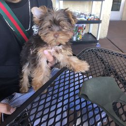 French Bulldog and Yorkshire Terrier Puppies from Casa De Silva LLC