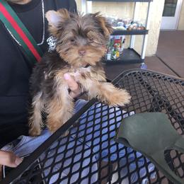 French Bulldog and Yorkshire Terrier Puppies from Casa De Silva LLC