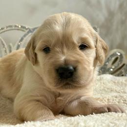 Everest - Light golden male Golden Retriever puppy in Doniphan, Missouri from Stockford’s Golden Retrievers