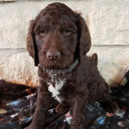 Labradoodle Puppies from TLC Labradoodles
