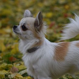 Litty - Chihuahua