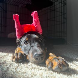 Kaia (Cropped, Crate Trained) - Black and rust female Doberman Pinscher puppy in Brookfield, Wisconsin from Haus of Hound