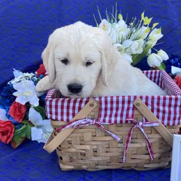 Boy 1 Orange (Echo) - Light golden Golden Retriever puppy in Pacheco, California from One Thousand Tails