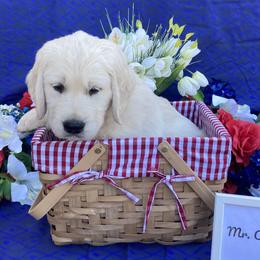 Boy 1 Orange (Echo) - Light golden Golden Retriever puppy in Pacheco, California from One Thousand Tails