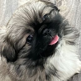 Nina - FULL AKC - Fawn sable female Pekingese puppy in Pennsylvania from Triple I Pekes
