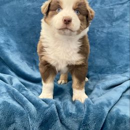 Ralph - Red tri-color male Australian Shepherd puppy in Utah from Corbridge Aussies