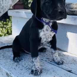 Purple Dalmador Female - White and black female Dalmatian puppy in Westhoff, Texas from Smart Dalmatians