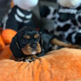 Milo AKC - Black and tan male Cavalier King Charles Spaniel puppy in Fairmount, Indiana from Dream Maker Cavaliers