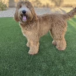Maisey - Goldendoodle