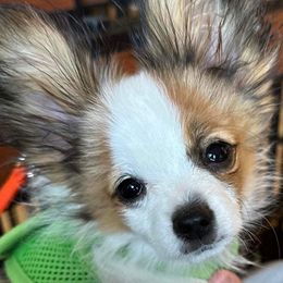 Papillons from 4 Paws Piper's Legacy Papillons