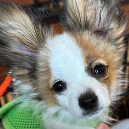 Papillons from 4 Paws Piper's Legacy Papillons