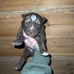 Boy 3 - Brown and white male Siberian Husky puppy in Iron River, Wisconsin from Wiemeri Siberians