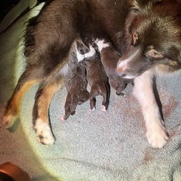 Miniature American Shepherd Puppies from Tempus Fugit