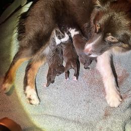 Miniature American Shepherd Puppies from Tempus Fugit