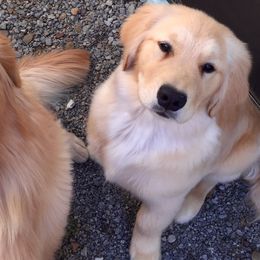 Golden Retriever Puppies from OPK GOLDENS