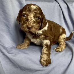 Boy 2 - Merle male Goldendoodle puppy in Sterling, Connecticut from Justine’s Retrievers and Doodles