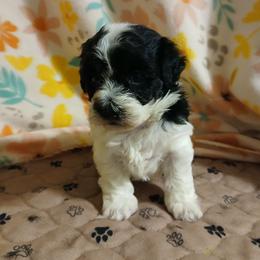Almond Joy - White female Havapoo puppy in North Carolina from Faithful Hearts Kennel