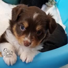 Miniature Australian Shepherd and Toy Australian Shepherd Puppies from CKD DOUBLETREE AUSSIES