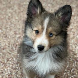 Brownie - Sable & white female Toy Shetland Sheepdog puppy in Magnolia, Texas from Solace Shelties and Pomskies