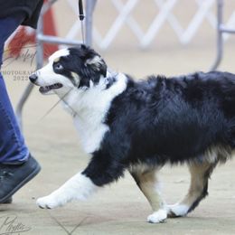 Rocket - Miniature American Shepherd