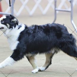 Rocket - Miniature American Shepherd